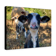 Load image into Gallery viewer, Romeldale Lamb Canvas Gallery Wraps