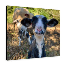 Load image into Gallery viewer, Romeldale Lamb Canvas Gallery Wraps