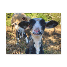 Load image into Gallery viewer, Romeldale Lamb Canvas Gallery Wraps