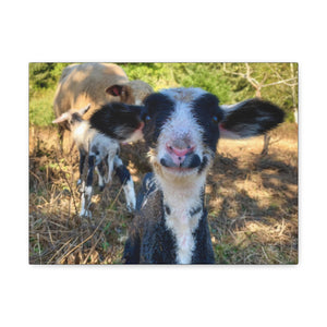 Romeldale Lamb Canvas Gallery Wraps