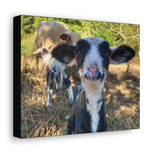 Load image into Gallery viewer, Romeldale Lamb Canvas Gallery Wraps