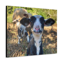 Load image into Gallery viewer, Romeldale Lamb Canvas Gallery Wraps