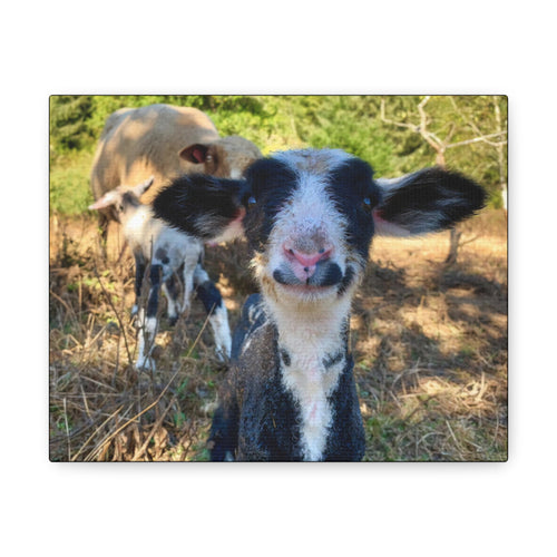 Romeldale Lamb Canvas Gallery Wraps