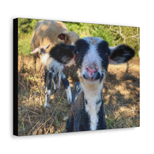 Load image into Gallery viewer, Romeldale Lamb Canvas Gallery Wraps