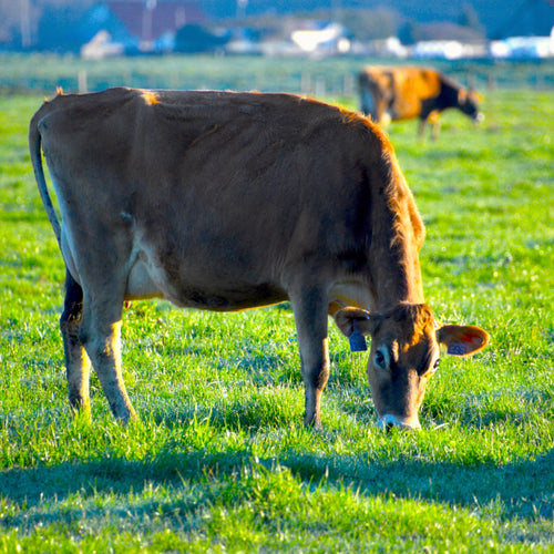 Farm Tour