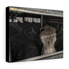 Load image into Gallery viewer, Market Steers Canvas Gallery Wraps