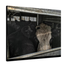 Load image into Gallery viewer, Market Steers Canvas Gallery Wraps
