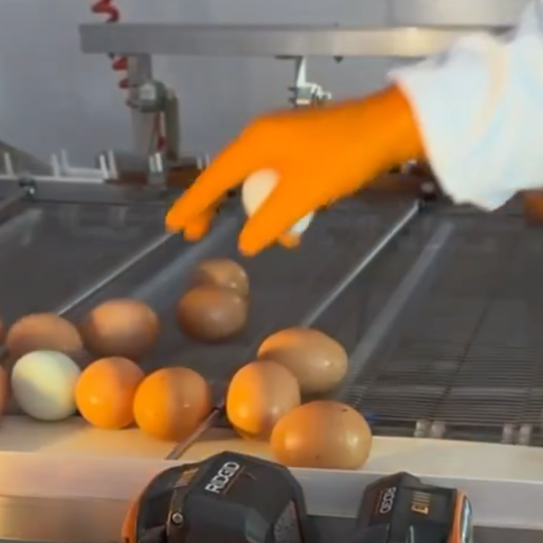 Egg Handling Course