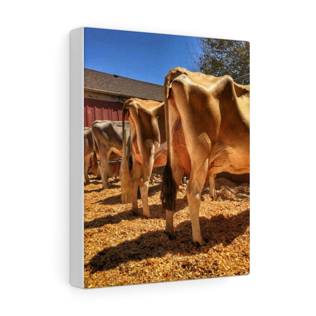 Showtime Canvas Gallery Wraps