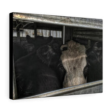 Load image into Gallery viewer, Market Steers Canvas Gallery Wraps